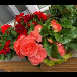 Meet your Posher, Marilyn